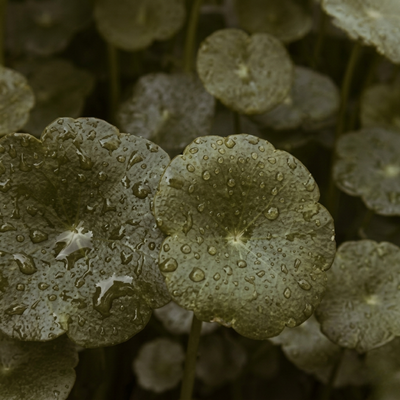 Centella Asiatica